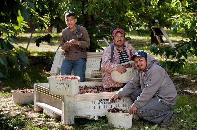 Cherry Harvest Workers